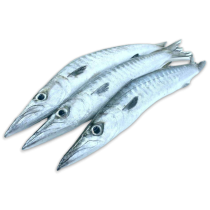 Jona Barracuda WR 500-1000g IWP 1 x 10kg -IN