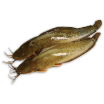 DSD Catfish Gutted 300-500g IWP 1 x 4kg 20% -VN
