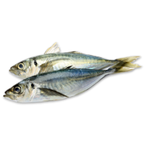 Jack/Horse Mackerel WR 500-900g Block 1 x 20kg -CL