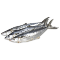 Ocean Delight Kingfish WG 150-300g IQF 1 x 10kg -SR