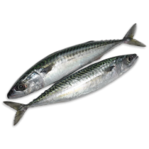HBF Mackerel WR 300-500gr Block 2 x 12.5kg -FO
