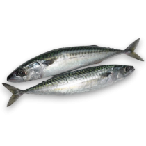 Mackerel WR 300-500 Block 1 x ~25kg -NO