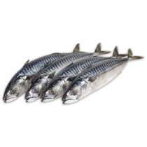 HBF Mackerel WR 400-600gr Block 1 x 18.5kg -FO