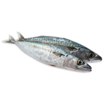 Atlantic Mackerel WR 400-600 Block 1 x 20kg -IE