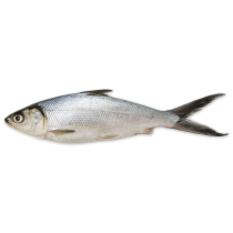 Milkfish WR 300/500 grs IQF/IWP 10 kg 20%-ID