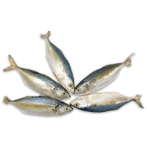 Jona Indian Mackerel WR 10/12 IQF 10 x 1kg 10% -IN