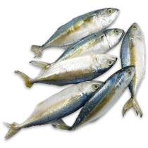 Jona Indian Mackerel WR 8/10 IQF 10 x 1kg 10% -IN