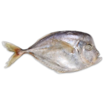 Ocean Delight Caribbean Pomfret WR 200-500g IQF 1 x 10Kg -SR