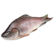 DSD Rohu gutted 3000g-UP IWP 1 x 22kg 20%-MM