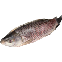 Jona Rohu Back Gutted 2000g-UP IWP 1 x 20kg 20% -MM
