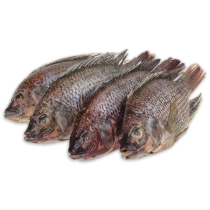 DSD Tilapia WGS 300-500g IWP 1 x 4kg 20% -TH