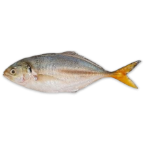 BBD 13-05-25 Yellow Tail Scad Whole 6-8p VAC 10x1 kg 10%-VN