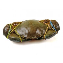 Mangrove Crab WR 700gr+ 1x5kg 100% NW - MG