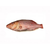 Two-Spot Red Snappers (L. Bohar) 1-2 Kg WGST IWP 20 Kg-IN