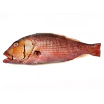 Two-Spot Red Snappers (L. Bohar) 2-3 Kg WGST IWP 20 Kg-IN