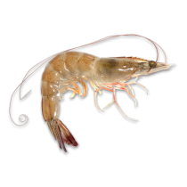 Premium Vannamei shrimps HOSO 50/60 6 x 2 kg 20% -EC