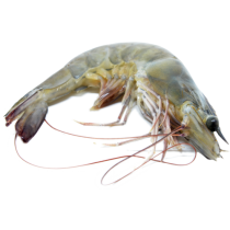 Jona Premium Vannamei shrimps HOSO RC 20/30 10x1 kg 20% -EC
