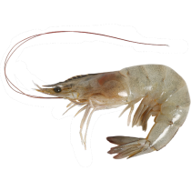 Jona Premium Vannamei shrimps HOSO RC 30/40 10x1 kg 20% -EC