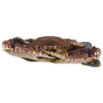 Prim7Stars West Africa Crab WR 200g-UP IQF 1 x 8kg -NG
