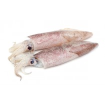 Squid Whole Loligo Duvauceli 6-10 6 x 2 kg 10%-IN