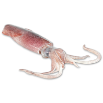 Indian Squid Loligo 6/10 WR 6 x 2kg Block 10% -IN