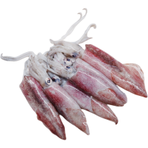 Squid Whole Loligo Duvauceli 10-20 6 x 2 kg 10%-IN