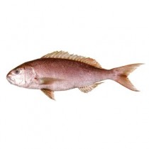 Kingsnappers/Jobfish WR IQF IWP 21 kilo 3000gr up 100% NW-IN