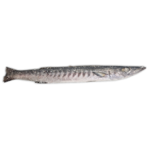 Jona Barracuda WR 2000-3000g IWP 1 x 10kg -IN