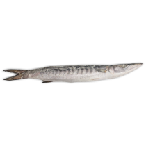 Jona Barracuda WR 2000-3000g IWP 1 x 25kg -IN