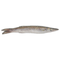 Jona Barracuda WR 150-200g Block 1 x 15kg 10% -EC