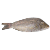 Jona Emperor WGS 500-1000g IWP 1 x 10kg 10% -IN