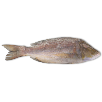 Jona Emperor WGS 1000-2000g IWP 1 x 10kg 10% -IN