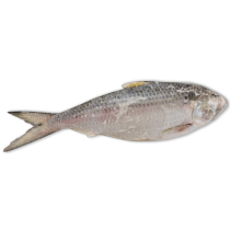 Jona Toli Hilsa WR IWP 500-700g IQF 1 x 10kg -IN