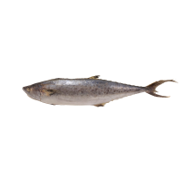 Kingfish (Scomberomorus Spp)  WG 700-1200 Gr 10 kg-SR
