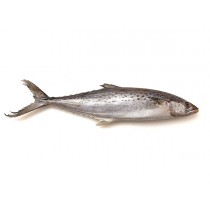 JONA Seerfish WR IWP 300-500gr 10 kg 5% NW-IN