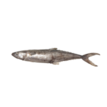 JONA Seerfish WR IWP 500-700gr 10 kg 5% NW-IN