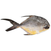 OD Florida Pompano WR 2000g-UP IQF 20kg-SR