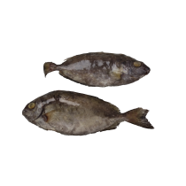 Jona Rabbit Fish (Otti) WG IQF 75 gr+ 10 x 1 Kg 10%-IN