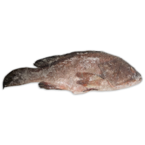 Jona Grouper Tsof 1000g-UP WGS 1 x 10kg IWP 10% -IN