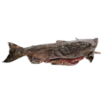 Chinook Salmon HG 7-10lb IQF 1 x 25kg -CA