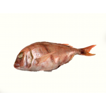 Snapper/Besugo WR 400-600 gr 1 x 10 kg semi IQF-AR