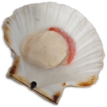 King Scallops Halfshell Roe-On 8/12 IQF 1 x 7kg NW -GB