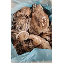 Cuttlefish/Sepia 600-1200gr Whole Unclean 1x10kg IQF 10% -NL
