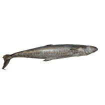 JONA Kingfish WR IWP 1000-5000gr 20 kg 100% NW-ID