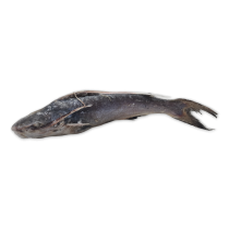 Sea Catfish (Barbaman) WR 200-500g 1x 20kg -SR