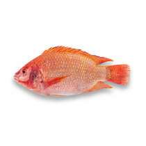 Vietnamese Red Tilapia G&S 300-500 gr+ 4 kg IQF/IWP 20%-VN