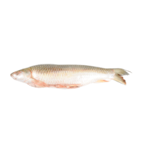 DSD Mrigal BLG 2000g-UP IWP 1 x 20kg 10% - MM