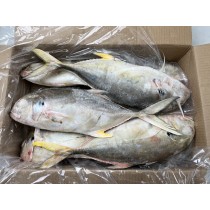 Trevally/Cavalli (Caranx Hippos) WR 1-3 Kg 15 kg IQF-MX