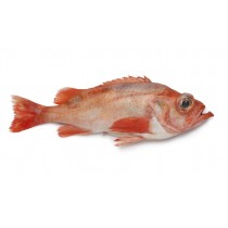 Redfish/S.Mentella A Grade Mix 28-33pc WR ~19 Kg-NO
