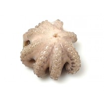 JONA Octopus Whole Clean Flower IWP 0,5-1 kg 10 Kg 10% -ID